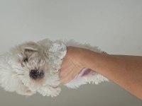 O numara maltipoo