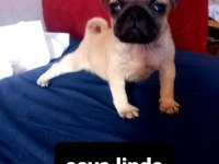 Pug mops bebekler