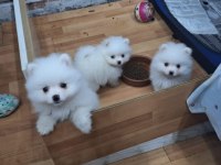 Pomeranian köpekler