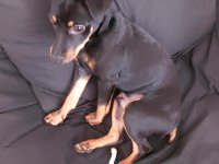 Safkan Pinscher Erkek