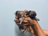 Elma Kafa Chihuahua Irk Garantili