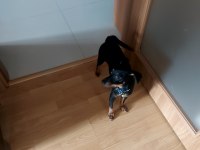 Safkan Pinscher Erkek