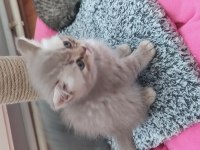 3 erkek ve 1 dişi british shorthair