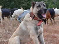 Kurtçu kangal köpeği