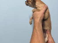 Elma Kafa Chihuahua Irk Garantili