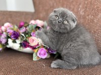 Minik Panda Sevenlere Kedilerimiz