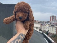 Red brown poodle yavrular