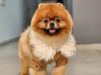 Şampiyon Efsane Erkek Yetişkin Pomeranian