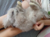 Lop tavşanımız