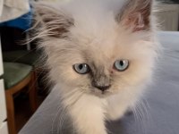 Blue Point British Longhair