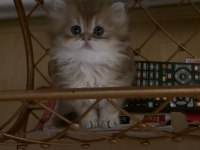 Safkan british longhair yavrular