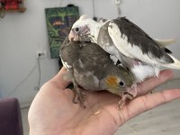 Vanilya Petstoredan Bebek Sultan Papağanları