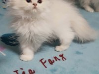 British Longhair Silver