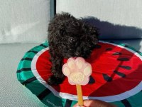 En küçük boy maltipoo yavrularımız