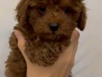 Tüy dökmeyen kalite sağlık ırk garantili poodle yavrularımız