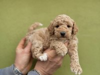 0 numara dişi maltipoo yavrularımız