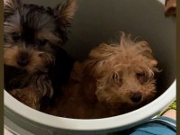 Teacup Yorkshire Terrier