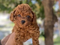 Erkek dişi toy poodle yavrular