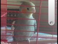 5 aylık sultan papağanı evcil