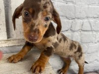 Çiftliğimizden Özel Renk Dachshund Bebekler