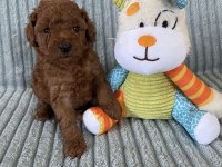Eşsiz Güzellikte Toy Poodle Yavru