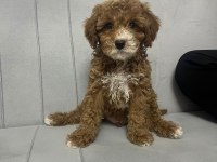 Toy poodle erkek yavrumuz yeni ailesini aramakta
