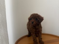 Teacup Kore Poodle Redbrown Yavrum