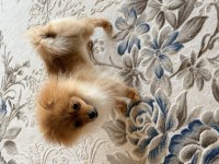 Tüm aşıları yapılı ve Tuvalet eğitimli 5 aylık pomeranian