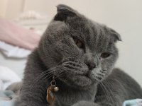 1.5 yaşında erkek aşıları tam scottish fold