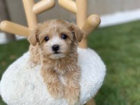Teacup tuvalet eğitimli maltipoo bebekler