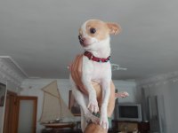 A Kalite Meksika Chihuahua (Şivava) Yavruları