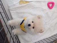 4 aylık pomeranian boo