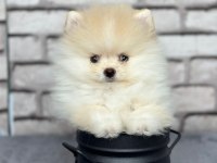 Pomeranian boo