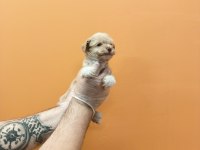 IRK GARANTİLİ MÜKEMMEL MALTİPOO YAVRULAR