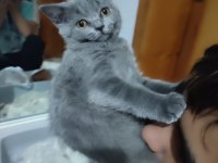 British shorthair yavrularımıza sıcak bir yuva arıyoruz