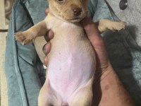 Yeni pinscher bebekler sahiplerini arıyor