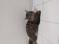 Ücretsiz kedi sahiplendirme