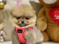 Mini teacup pomeranian kızımız tam bir ayıcık