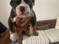 Exotic İngiliz bulldog yavrularımız