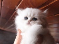 2 dişi ve 1 erkek şecereli british longhair yavrular