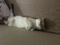 Scottish fold beyaz renk mavi gözlü 3 aylık