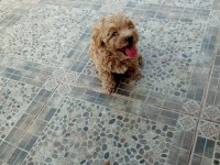 POODLE GİBİ SEVİMLİ MALTIPOO BEBEKLERİMİZ