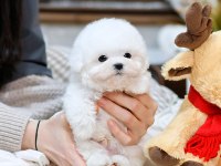 KORE ASILLI MALTESE TERRIER BEBEKLERİMİZ