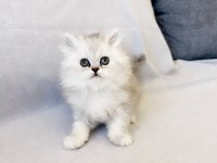 Chinchilla Silver Yavru Safkan