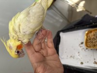 Sevimli Ele Alışkın El Besleme Sultan Papağanı