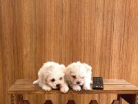 Teacup maltese bebeklerimiz