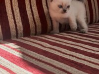 1.5 aylık british shorthair bebeklerimiz