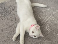 Beyaz british kısır 4 yaşında kedimiz