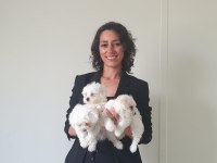 TEA CUP KORE KAN A KALİTE MALTESE YAVRULARIMIZ