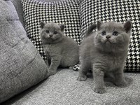1 erkek ve 1 dişi british shorthair
